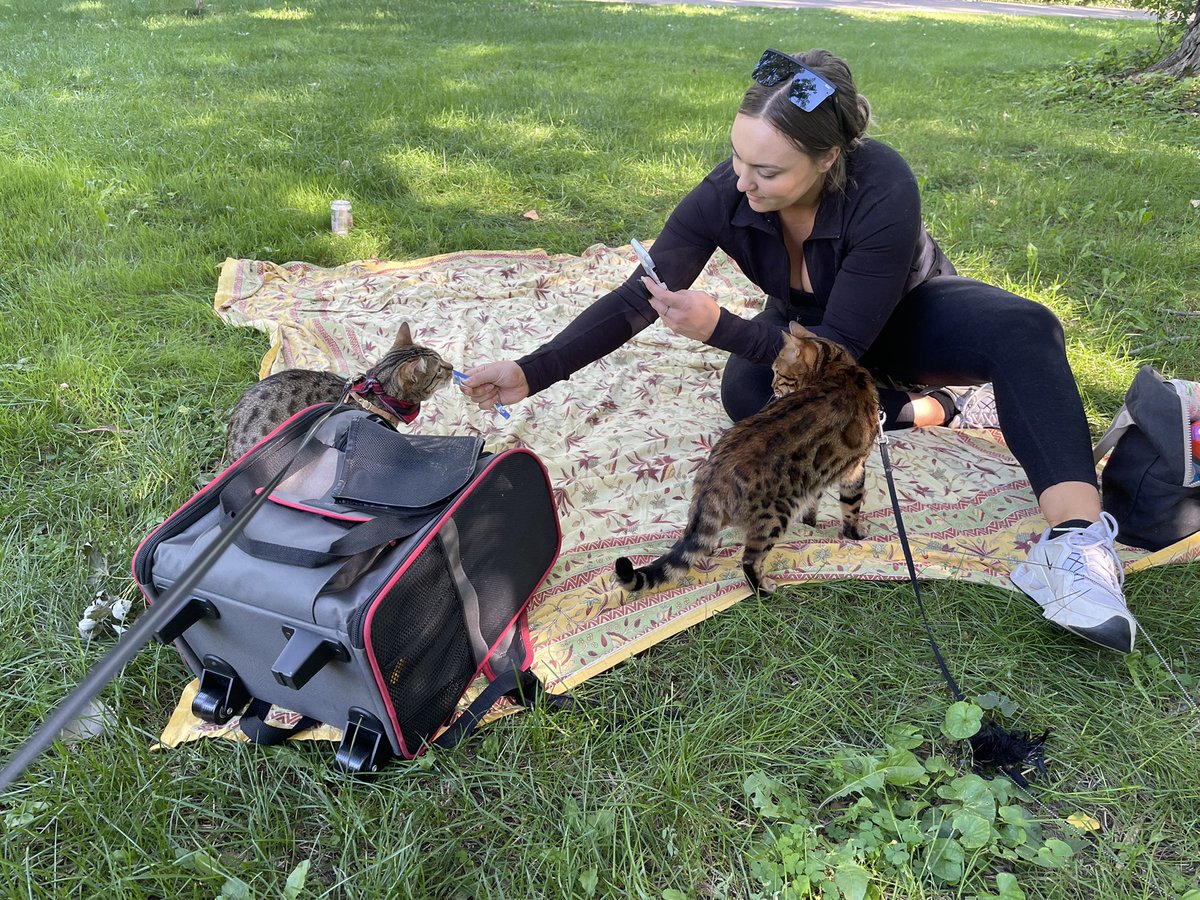 jacqblack__'s tweet photo. I thought I hit peak crazy cat lady until I made plans to meet up for a cat playdate via my cat’s Instagram dms https://t.co/X6unVXlxEi