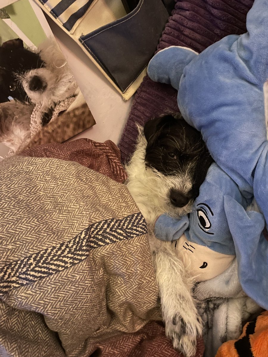 truebossbiscuit's tweet photo. Is this not the cutest sleeping picture of my sister - she didn’t like the thunderstorm so hid under the duvet however I think she got to hot 🥰🥰🥰🥰 https://t.co/ESCmeqMIcl