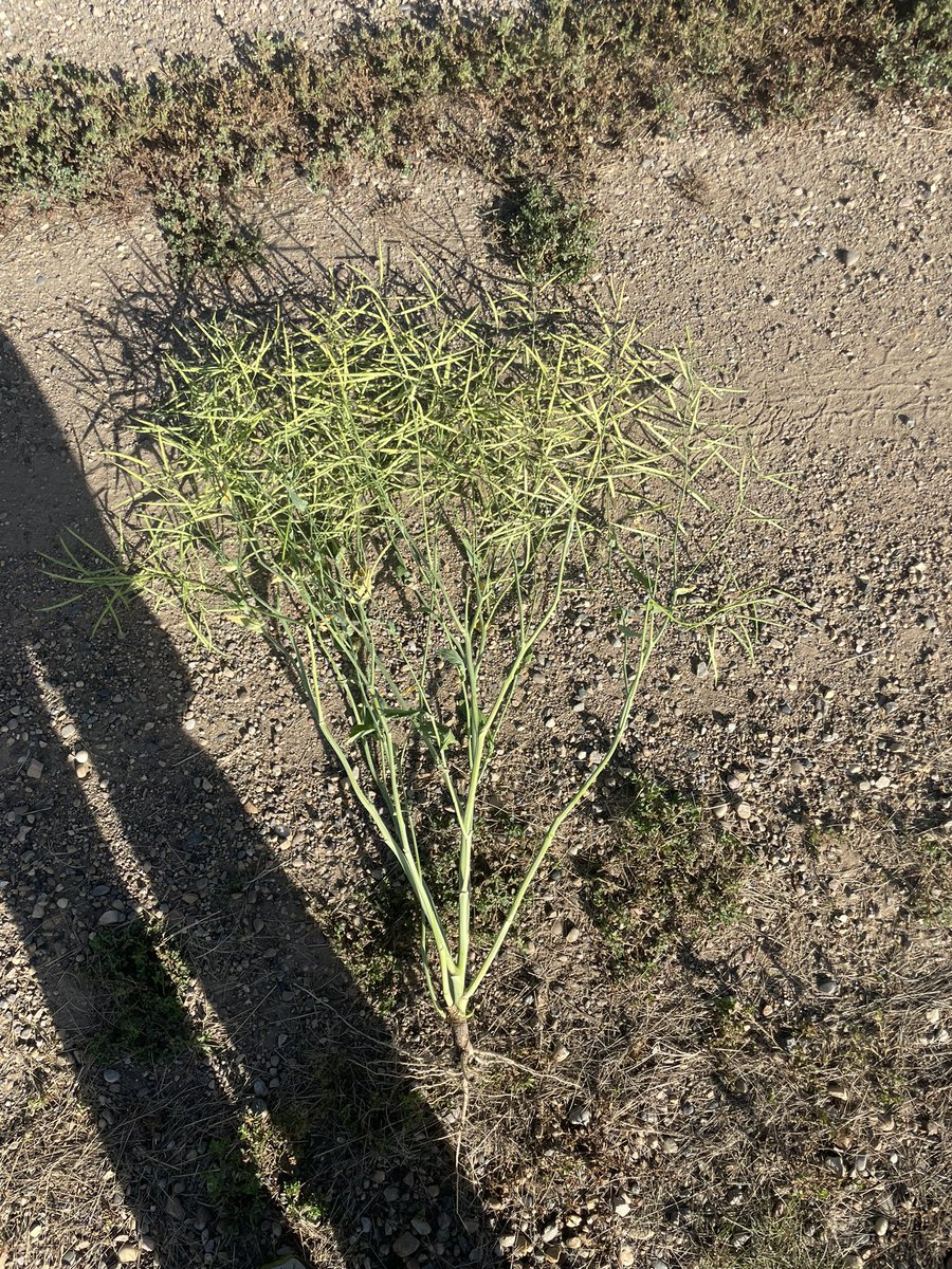 My 340 is late but if it can make it I think we should see some good numbers