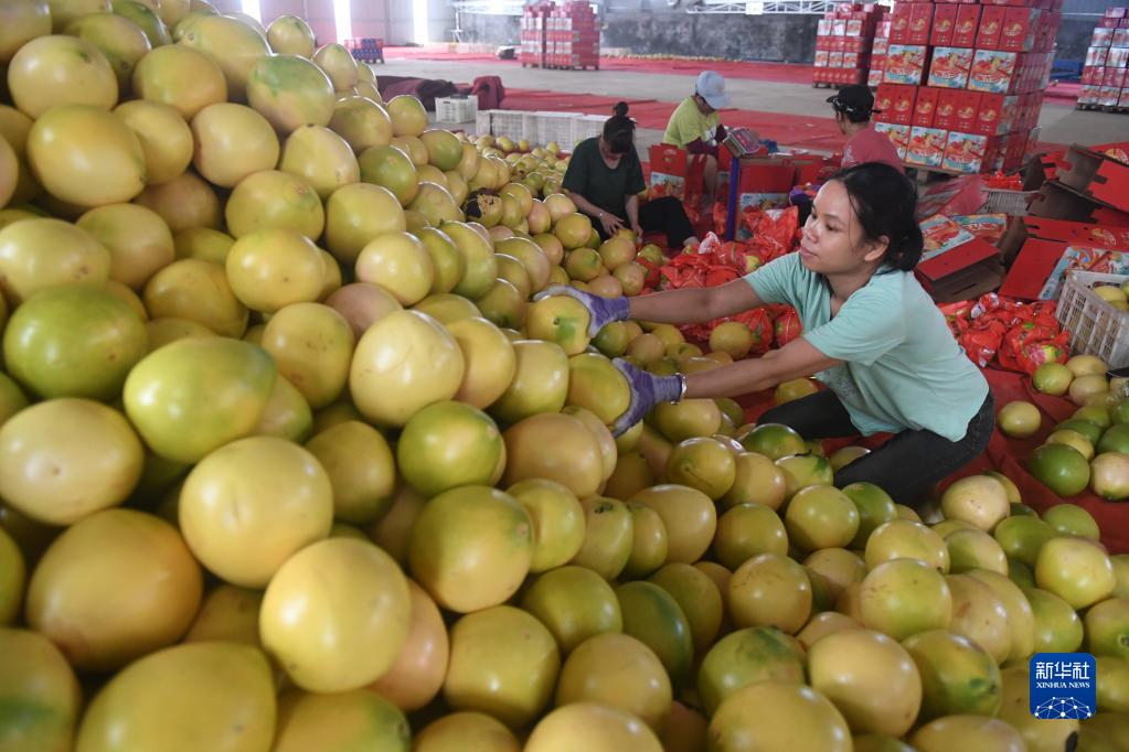 Honey pomelos usher in harvest season in Nanning city, South China's