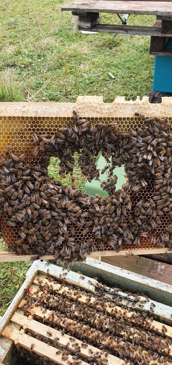 covehoneybees's tweet photo. Bees doing their thing and repairing a old frame a mouse had previous chewed out, amazing how fast they repair these frames up.
#beefarmer #festooning #beeswax #honeybees https://t.co/xMt5XQ6oOo