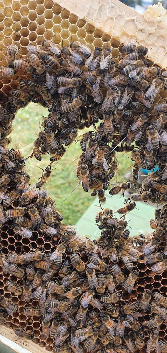 Bees doing their thing and repairing a old frame a mouse had previous chewed out, amazing how fast they repair these frames up. #beefarmer #festooning #beeswax #honeybees