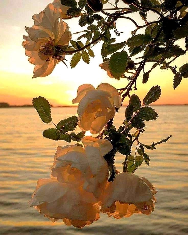 La dolcezza non è fragilità…Vuol dire essere fiore.

#5settembre

Buon #lunedì ❤️💋
