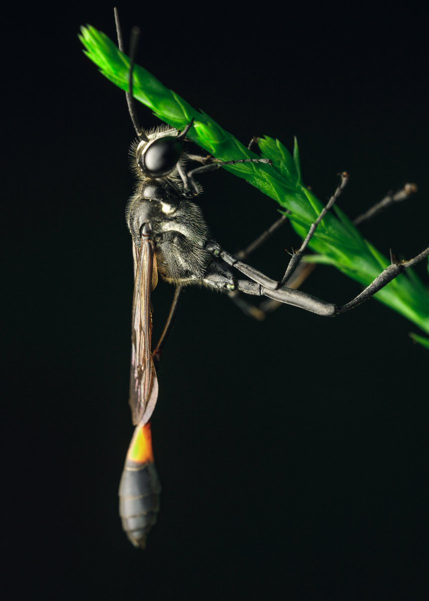 RyanKraftPhoto's tweet photo. Common thread-waisted Wasp. https://t.co/UEDFhRKN6V