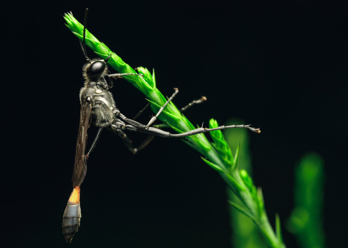 RyanKraftPhoto's tweet photo. Common thread-waisted Wasp. https://t.co/UEDFhRKN6V