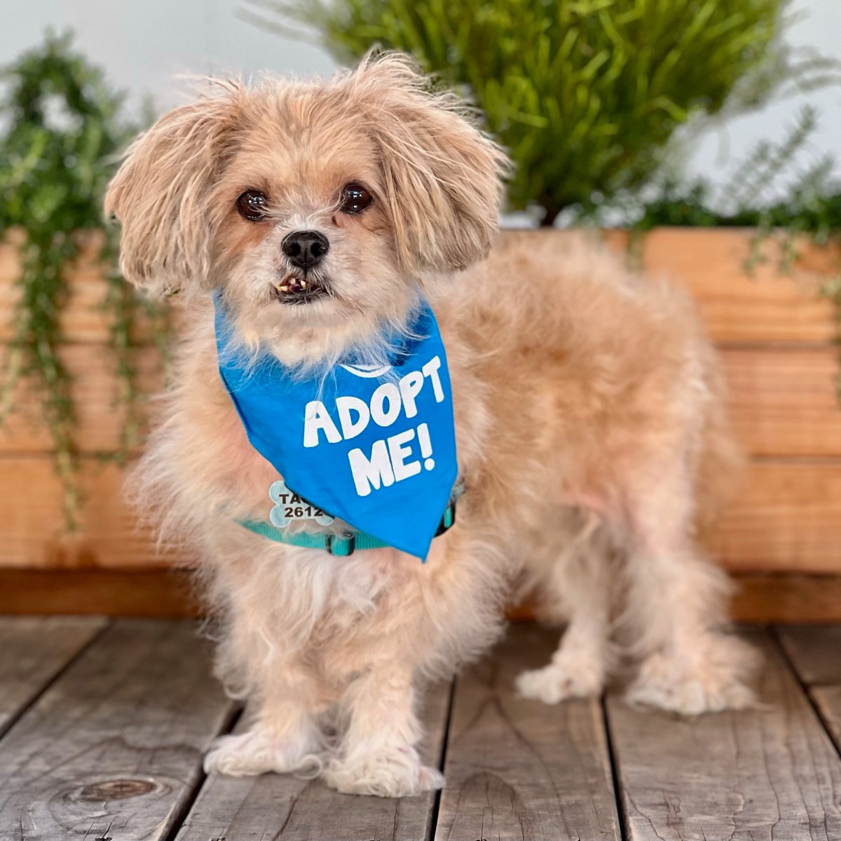 peace_rescue's tweet photo. ADOPT: Mocha
Shi Tzu Mix | Female | 11 y/o | 17 lbs
https://t.co/ziYHWryP6j
Mocha girl loves going on walks & meeting new friends! She is great with dogs of all shapes and sizes and loves people. She will come to you for love and scratches.
#ShiTzu
#allgooddogs
#adoptdontshop https://t.co/nPRRLJdURO