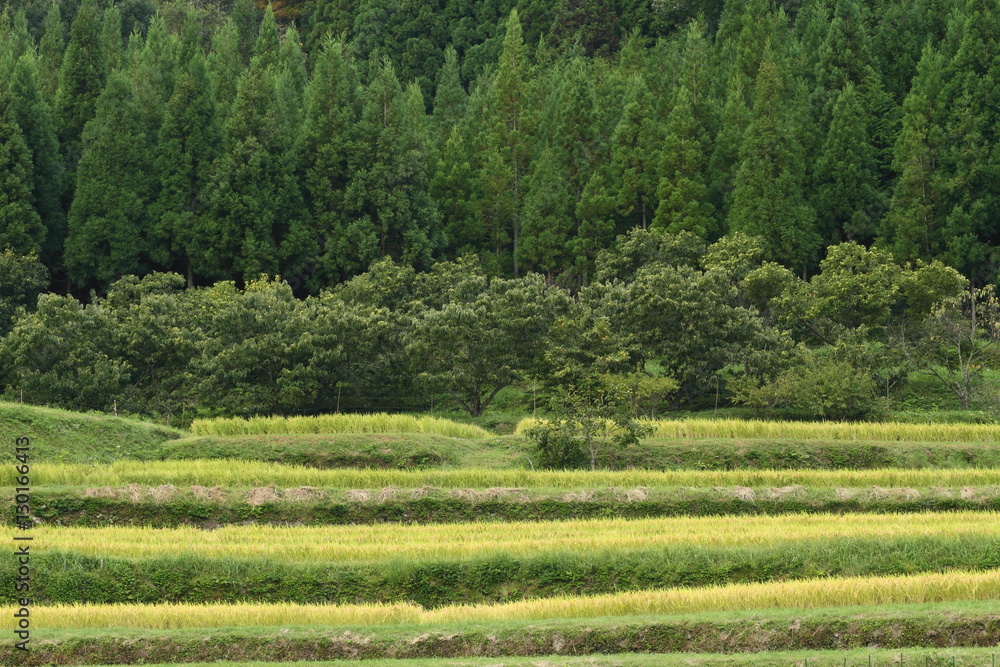velvia100's tweet photo. Mountain village in early autumn
https://t.co/A8ra2InlGV
#Autumn #earlyautumn #mountainvillage #ricepaddyfield #paddyfield #ricefield #riceplant #cedar #cedarforest #chestnuttree #tree #green #nature #landscape #Japan https://t.co/2v7lkY6sVN