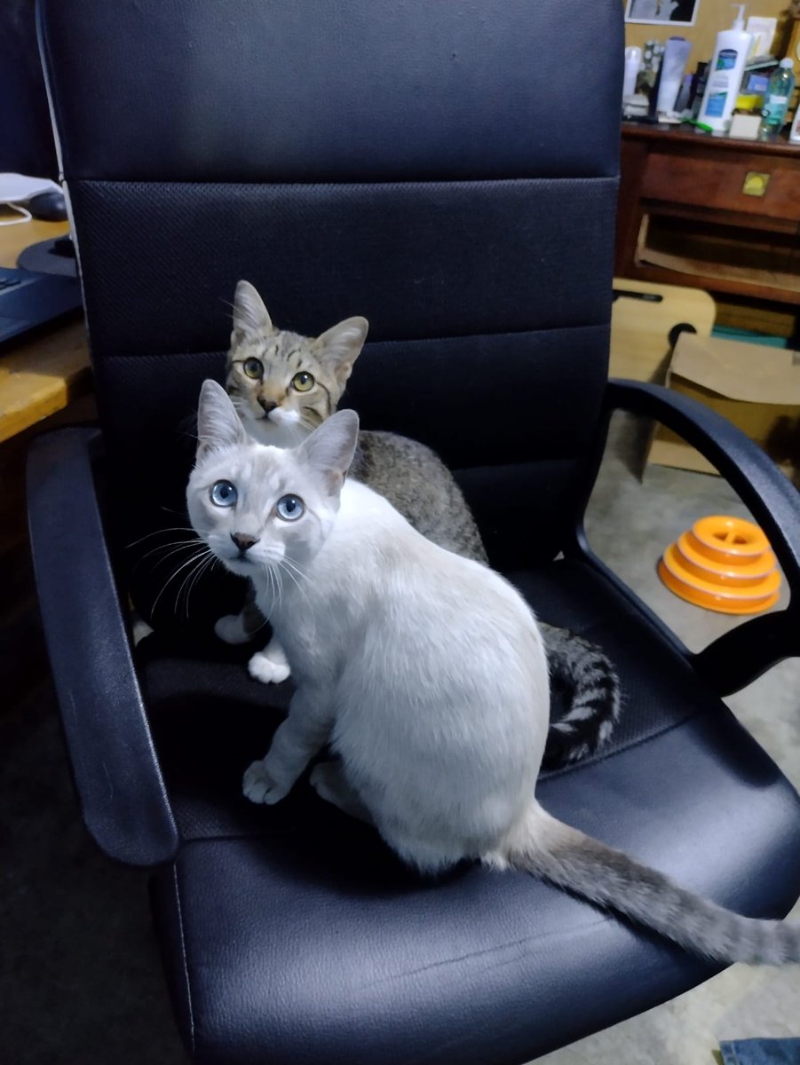 KrnAlpe's tweet photo. Ojalá la magia de Twitter me ayude a encontrar a mi gatita...
Se perdió en Pantitlán calle 5 entre Av. Prosperidad y Río Churubusco.
Necesita medicación, responde al nombre de Chofis.
Ofrecemos recompensa de $1,000 https://t.co/X3XdcgKPYM