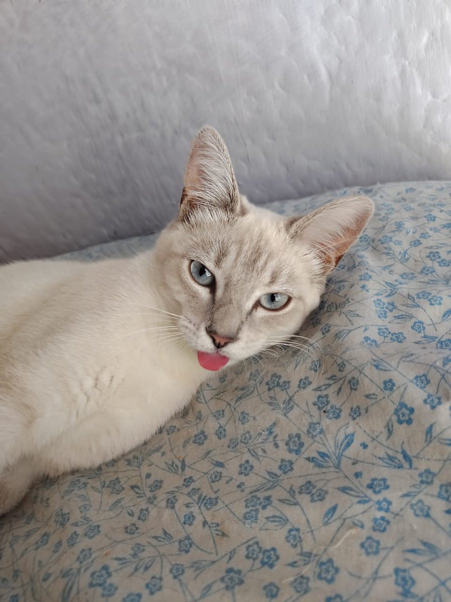 KrnAlpe's tweet photo. Ojalá la magia de Twitter me ayude a encontrar a mi gatita...
Se perdió en Pantitlán calle 5 entre Av. Prosperidad y Río Churubusco.
Necesita medicación, responde al nombre de Chofis.
Ofrecemos recompensa de $1,000 https://t.co/X3XdcgKPYM