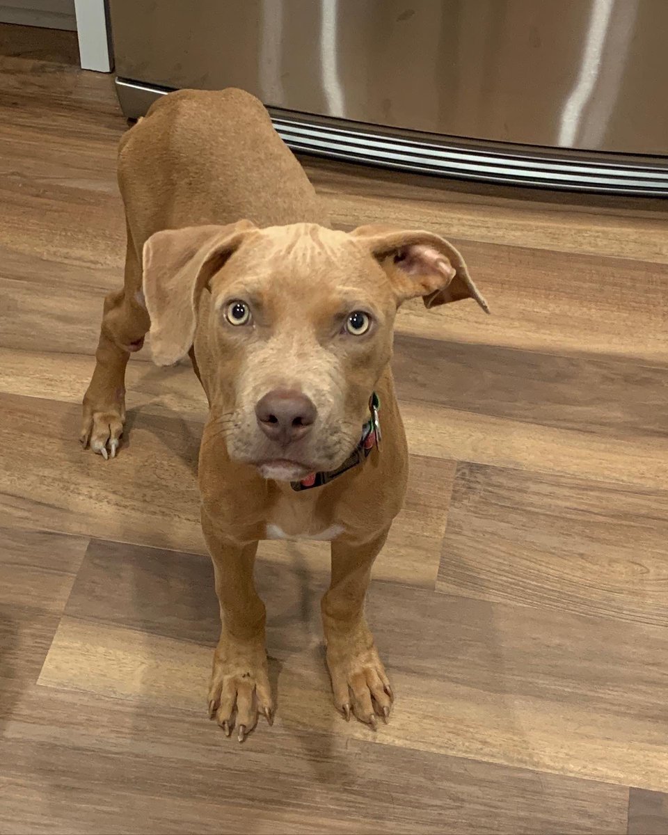 kmackrn's tweet photo. 9/4/19➡️9/4/22
#americanbully #fosterfail #keisel @bkeisel99 https://t.co/tHMozIIvYK