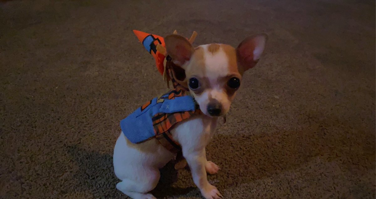 ChavisDanna's tweet photo. My human said it’s almost fall y’all 🧡🍁🍂 https://t.co/XrSiYby0wt