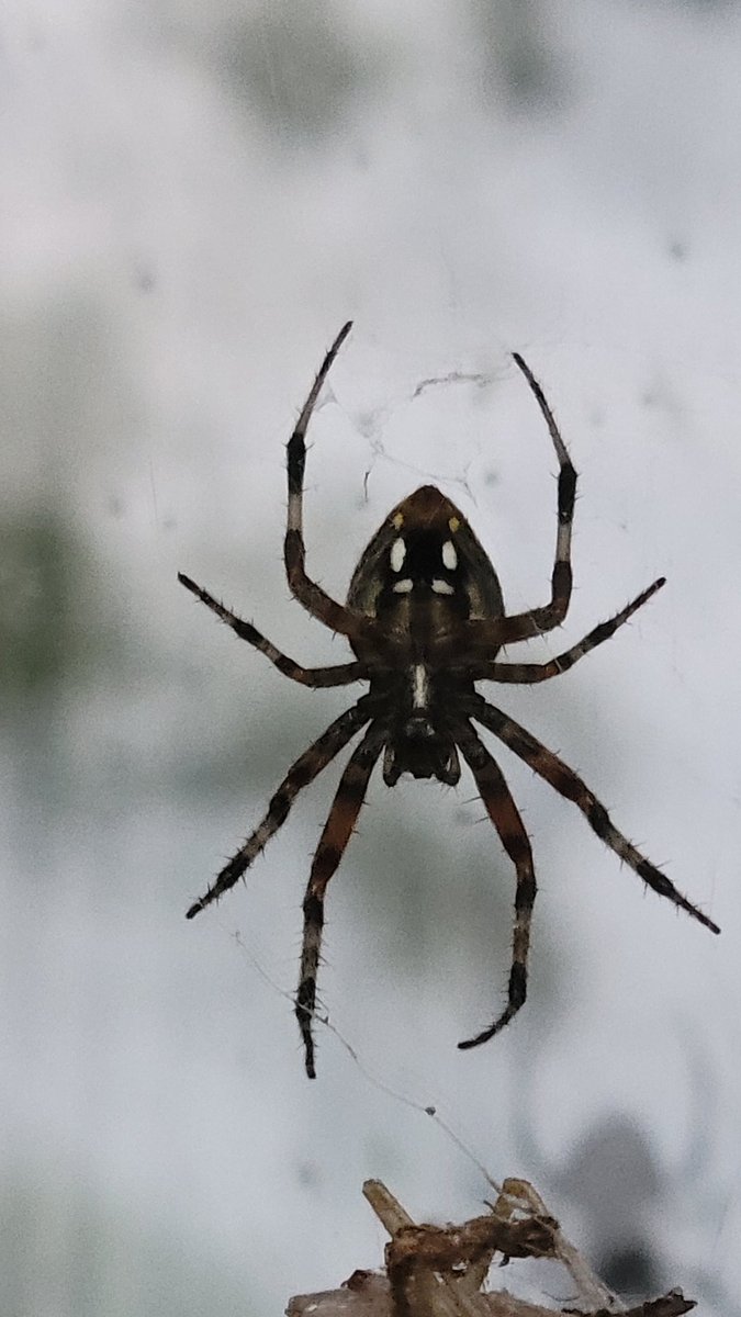 🦔NeedleFloof🦔 tweet media