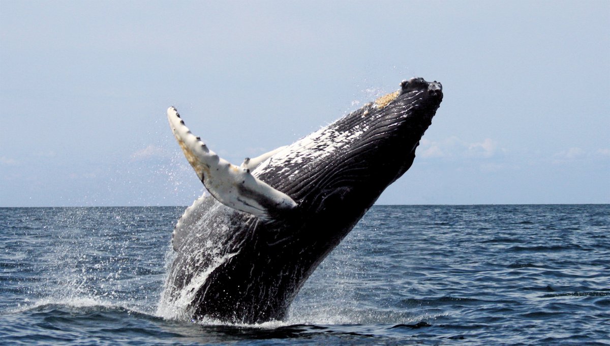 CaraSantaMaria's tweet photo. Humpback whales pass their songs across oceans, suggesting a remarkably fast cultural evolution. ๐ถ๐
#Whales #WhaleSongs #HumpbackWhales #WhaleCulture #WhaleBehavior
https://t.co/ajm5NUnb1D @nytimes https://t.co/BPktPShZWl
