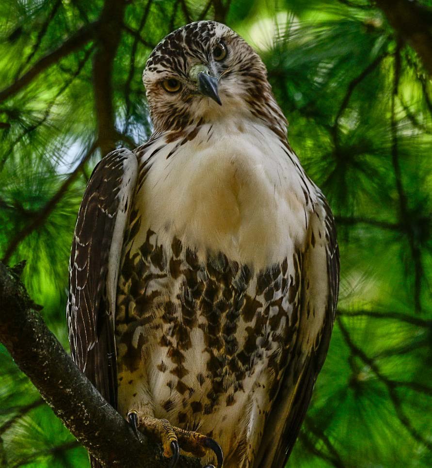 The feeling is mutual.  Red Tail Hawk very low today on the Pinetum #birdcpp #birds #hawks #nature #CentralPark