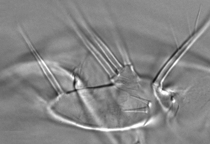 Zootaxa's tweet photo. Reevaluation of the genus Cyclops Müller, 1776 (#Cyclopoida: Cyclopidae) in the Laurentian Great Lakes basin: first report of the Palearctic species Cyclops divergens Lindberg, 1936 from Lake Erie and documentation of Cyclops sibiricus Lindberg..
https://t.co/D4UDIeFunu
#Taxonomy https://t.co/CNwufFQC9t