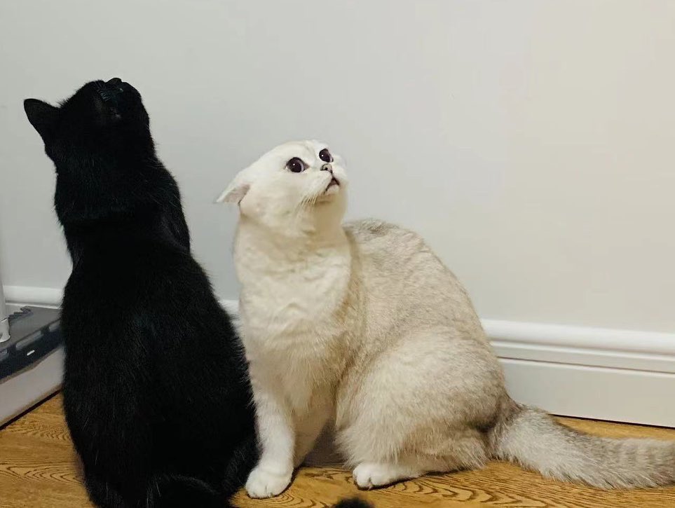 LPY_SS's tweet image. The family position higher than me.