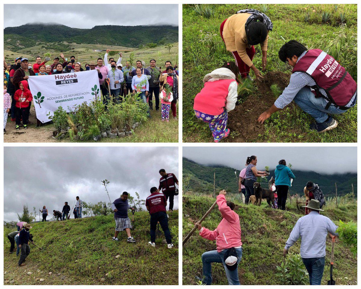 HaydeeReyess's tweet photo. En los márgenes de presa de Xagaá, nos reunimos con el Comisariado Ejidal y miembros de esta comunidad para reforestar este espacio estratégico para la sustentabilidad de Mitla. Gracias a @COESFO_GobOax por dotar los especímenes que fueron sembrados hoy #SembrandoFuturo #Oaxaca https://t.co/2npqXPYHKJ