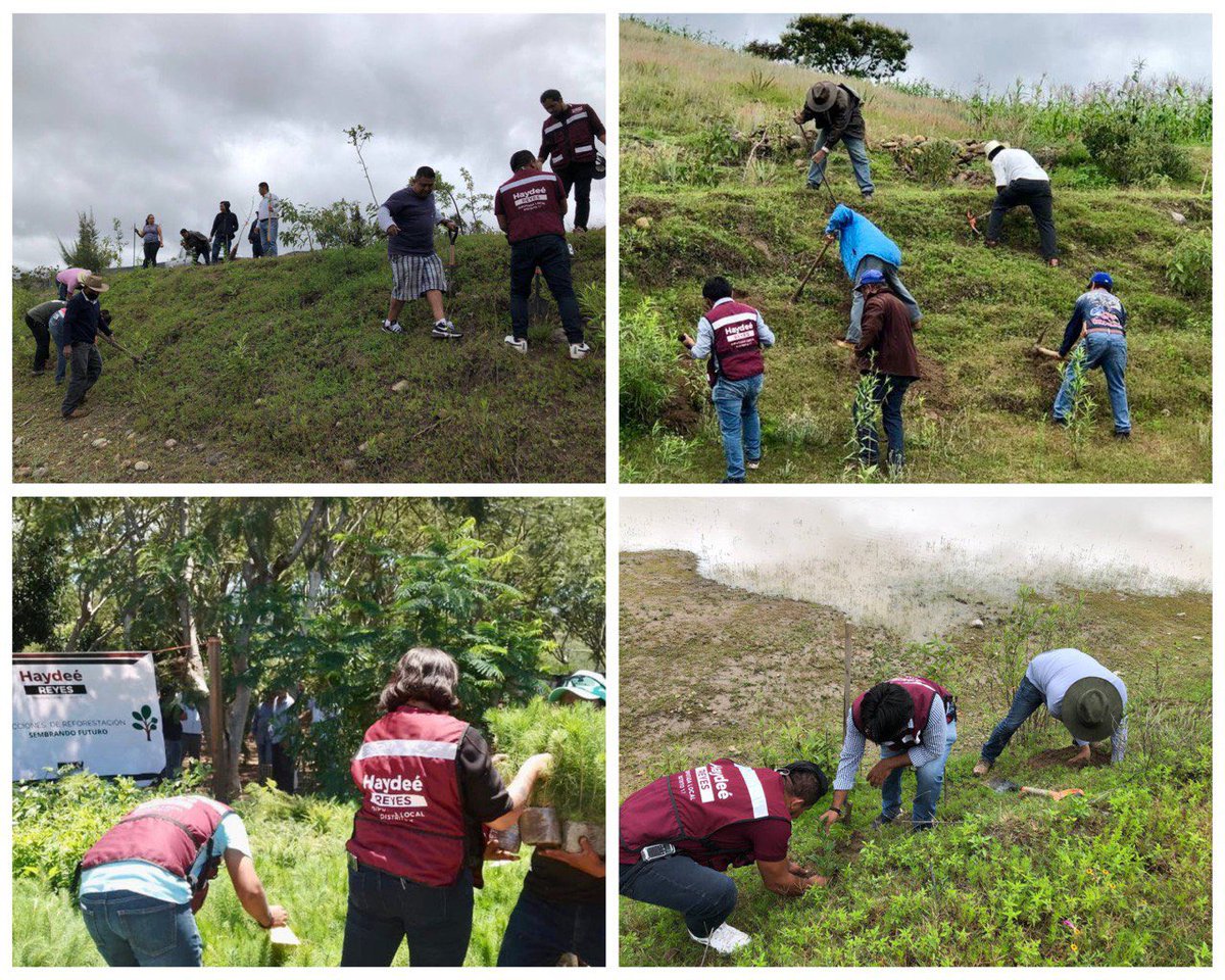 HaydeeReyess's tweet photo. En los márgenes de presa de Xagaá, nos reunimos con el Comisariado Ejidal y miembros de esta comunidad para reforestar este espacio estratégico para la sustentabilidad de Mitla. Gracias a @COESFO_GobOax por dotar los especímenes que fueron sembrados hoy #SembrandoFuturo #Oaxaca https://t.co/2npqXPYHKJ