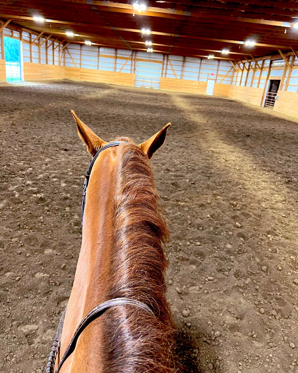RVTEquestrian's tweet photo. Armani gave new meaning to leg day  with his lazy Sunday attitude!😫 #lazyhorse #ottb #legday https://t.co/wKugDEHqIU