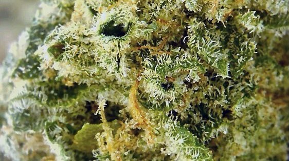 Mango Mac

Victoria Cannabis Co. 
•
•
Mango Mac is a super rare sativa dominant flower, created through crossing Mango Kush with the hard-to-find AMG Haze strain. 

#mangomac #craft #cannabis #growninbc #bcbud #sativa #dominant  #revelstoke #fernie 
#summitcanco <a href="/CraftJoint/">DEALR Processing</a>