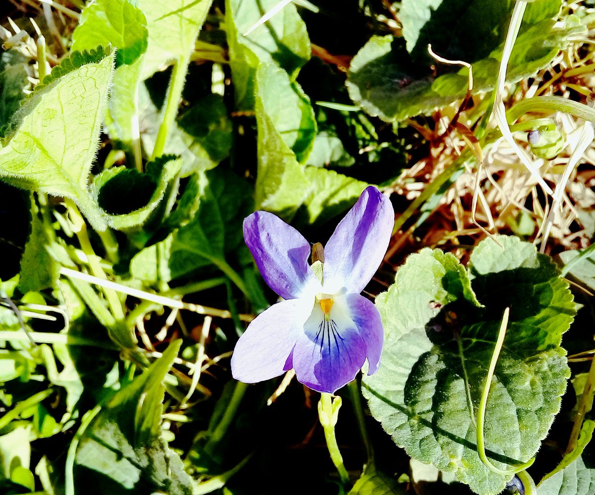 #violetas imperiales.. mi #jardin