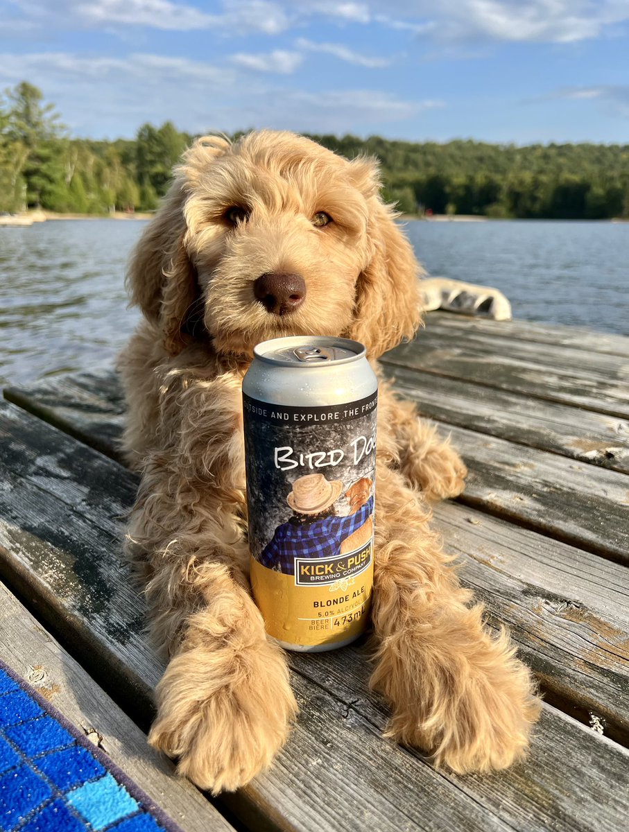 DocMalec's tweet photo. If you’re driving by #SharbotLake drop by #KickAndPush brewery for some of these great local brews- perfect dock beer! 🍻 https://t.co/V0poIVS8BO