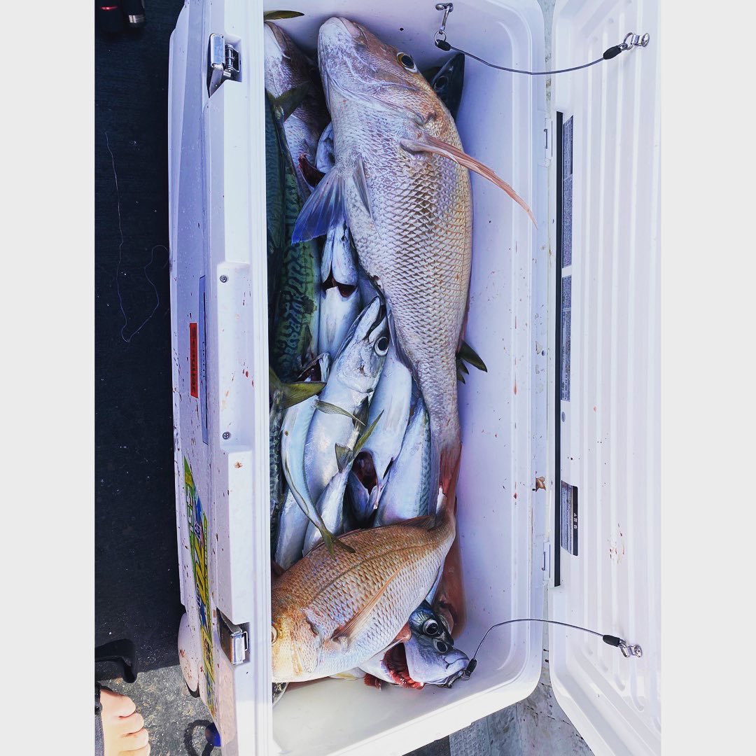 mjkojima's tweet photo. 昨日は人生2度目のタイラバ

ついに本命GET‼️‼️

鯛3枚、MAX60cm😁😁😁

#秋田県 #タイラバ 

#jackall #ジャッカル
#binbinstick #ビンビンスティック
#binbinswitch #ビンビンスイッチ 
#ビンビンスイッチtg 

#shimano #シマノ #炎月ct 
#grappler8 

#seaguar #シーガー 
#grandmax https://t.co/O3AjPICNWH