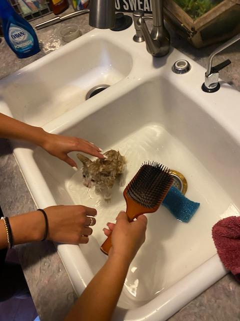 Melissa Samluk tweet media