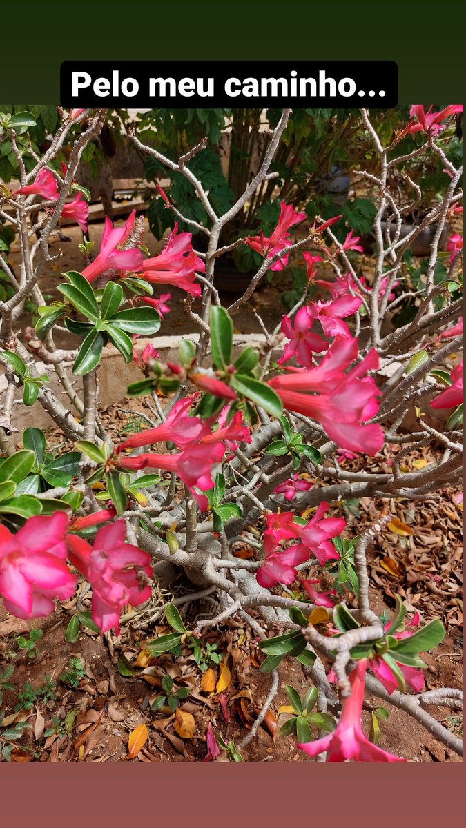 deise0003's tweet photo. Pelo meu caminho... https://t.co/2thWiMjitN