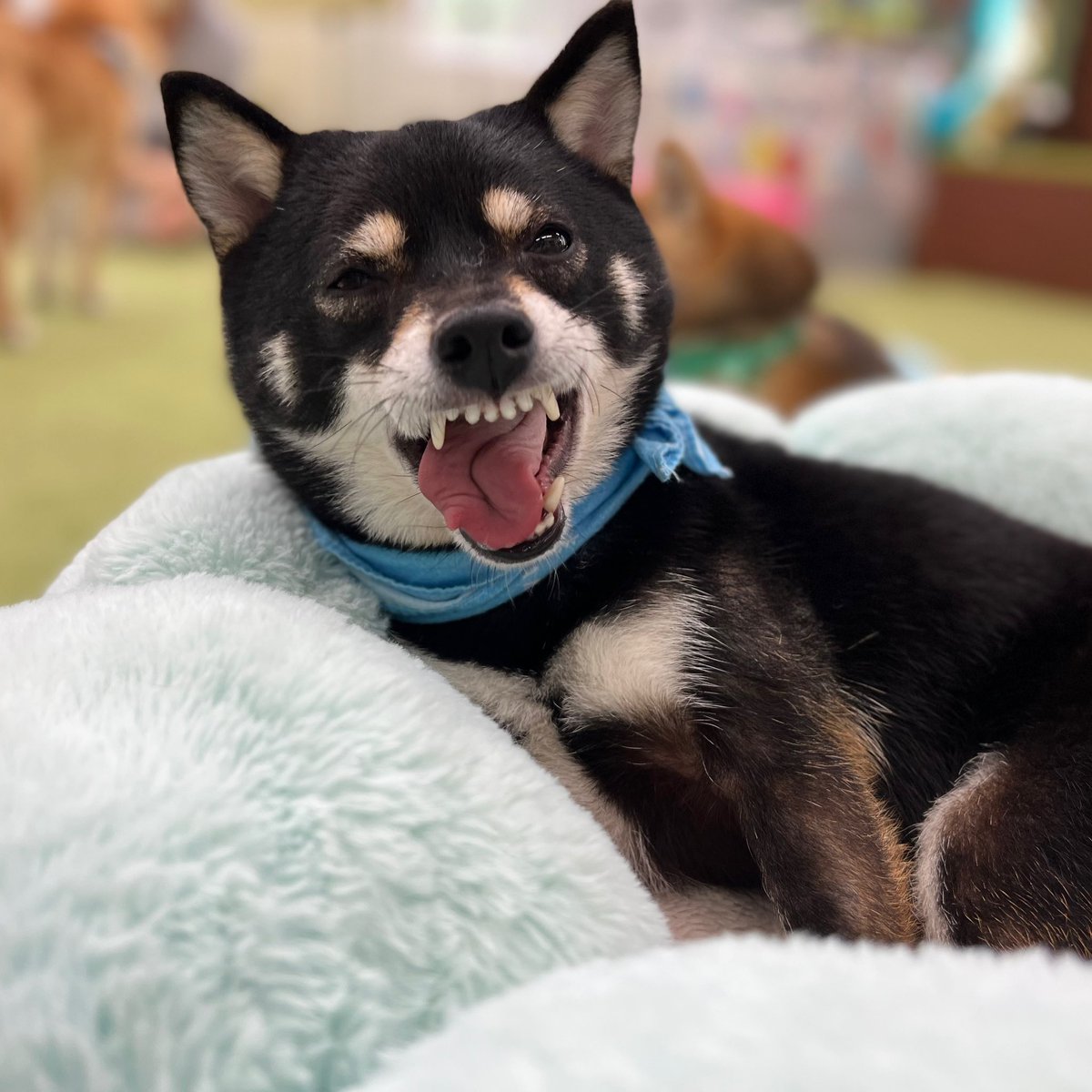 suzupny's tweet photo. @sonnawakana わっちゃんこんにちは。
もし、犬でもいけるようなら
ドッグカフェの
わたしの推し犬
アクロちゃんをお願いします🙇‍♀️🙇‍♀️
(描きやすいように、表情あるものをあえて選んで貼りました。どれでも🙆‍♀️です) https://t.co/oK6YXTUqfN