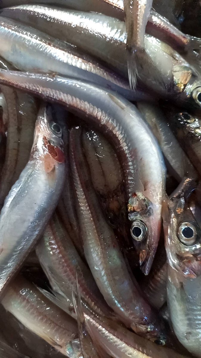 めぎす Twitter Search Twitter