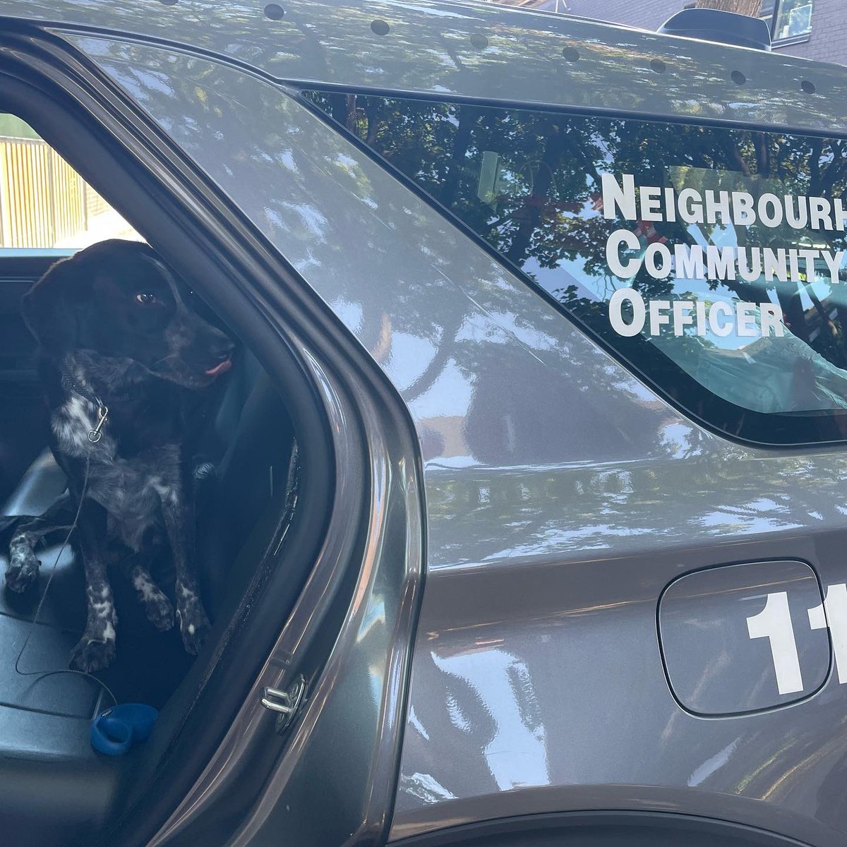 TheDanceCop's tweet photo. This little pup wanted to join our Neighbourhood Team!  Thank you to Dundas West Animal Hospital for helping us return this pup home safely🐶❤️ @TPS11Div @sgtSleeves https://t.co/sEzHQrsA2s