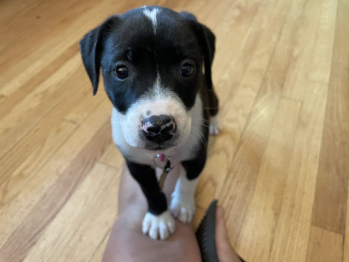 RachelRadtke1's tweet photo. @OmarMKE1 We just adopted this little cutie from them on Monday! Fantastic organization. https://t.co/IxfktdWEyV