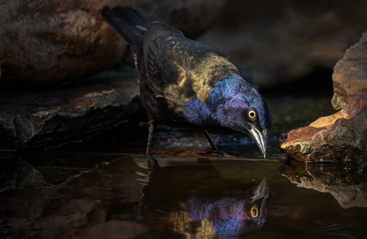 It was hot here today, but it’s definitely feeling like Fall. And that’s because Gracklepalooza has started! The common grackles are massing and in the 36c heat, our small creek was very attractive. This male was taking time out for a quick drink to cool off!