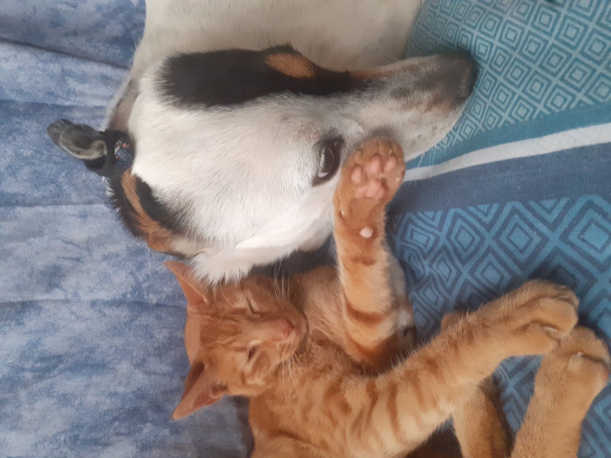 mis mascotas están lokas