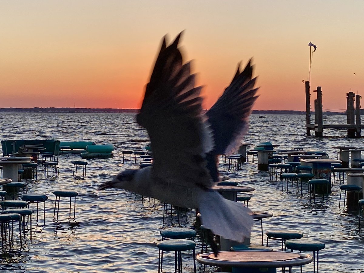 Sometimes the birds are cooperative and other time photo bombing 😉 #SundaySunsets @MadHattersNYC @_sundaysunsets_ #sunsetphotography