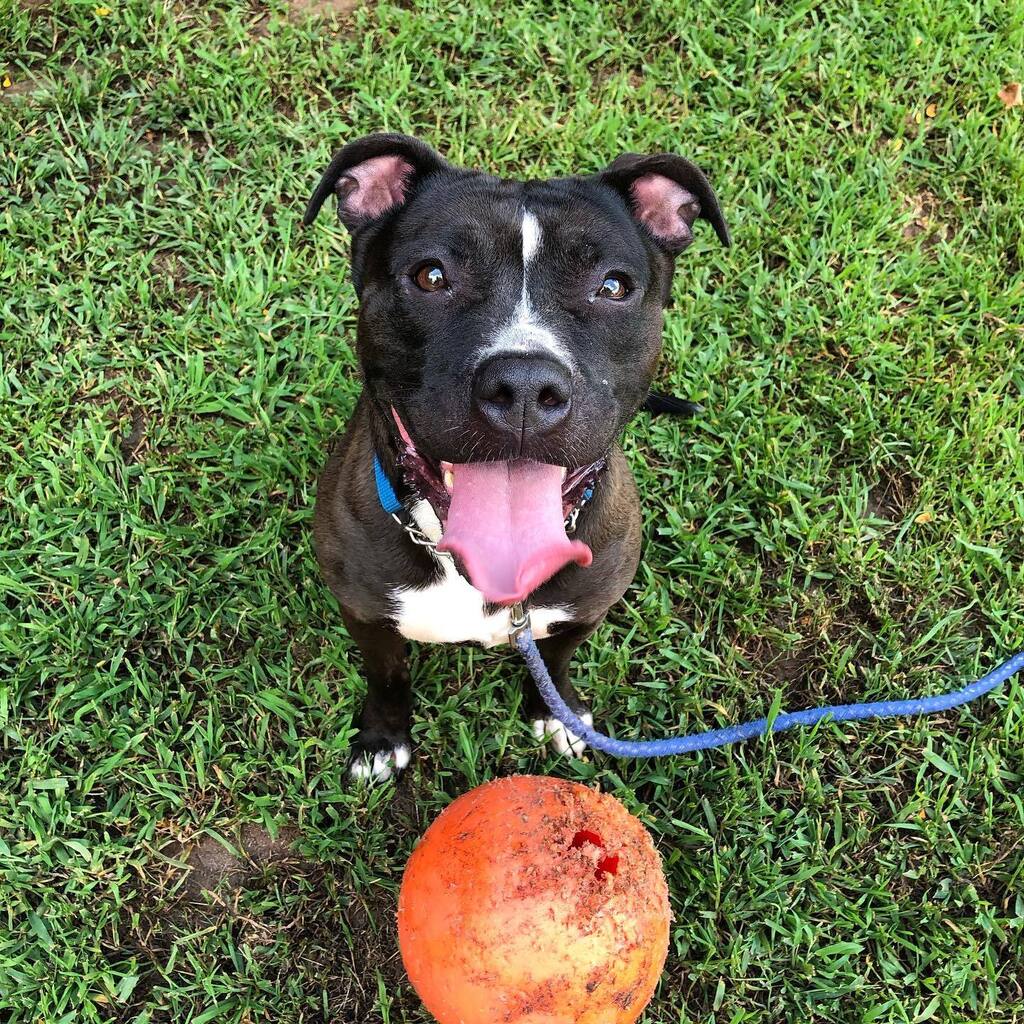 fotnhas's tweet photo. How cute is adoptable Bree?! 🥰 This sweet girl doesn’t like to be far from her ball but she still loves being around people and getting lots of attention. #Bree is two years old and seems to get along with other animals. #adoptme #breethedog #newhave… https://t.co/N0AhlQGnOI https://t.co/bkMOD4I0H4