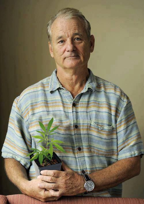 “I find it quite ironic that the most dangerous thing about weed is getting caught with it.” - Bill Murray
