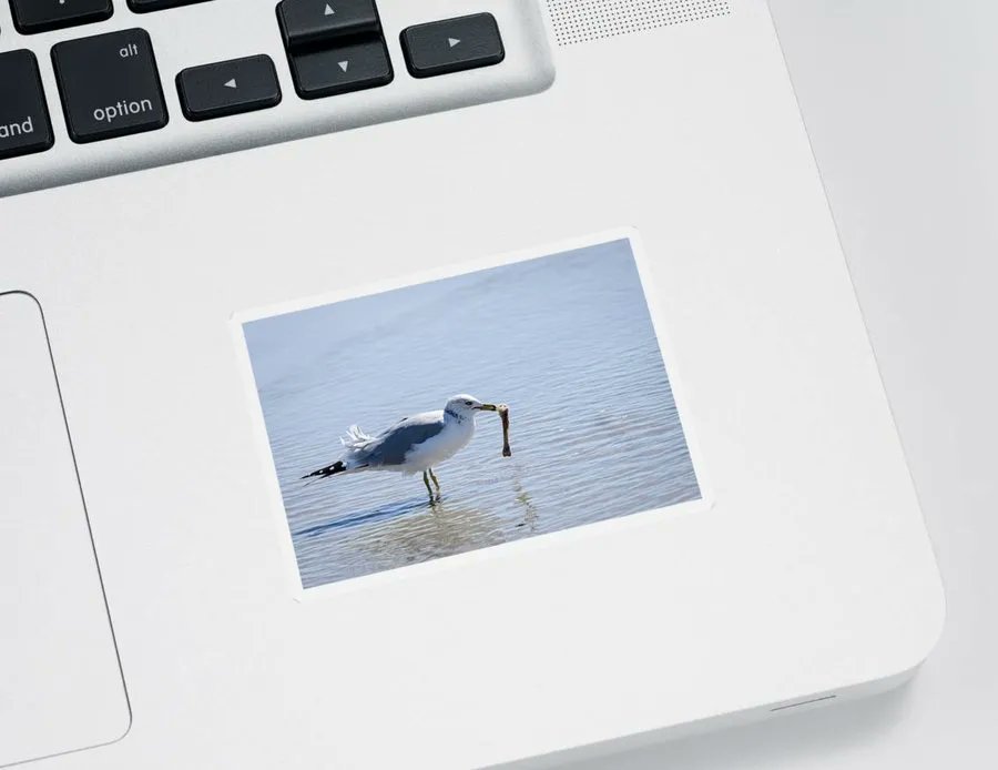 DebraMartz's tweet photo. “Tasted Just Like Chicken”
I had a good laugh while sitting at the beach when this ring-billed gull came along with a chicken bone. #sticker with some #humor in 4 sizes!
GET-IT-HERE>> https://t.co/qTGypgkpf9
#chicken #bone #legbone #BuyIntoArt #ShopEarly also #GreetingCards + https://t.co/3V4bGLlQau