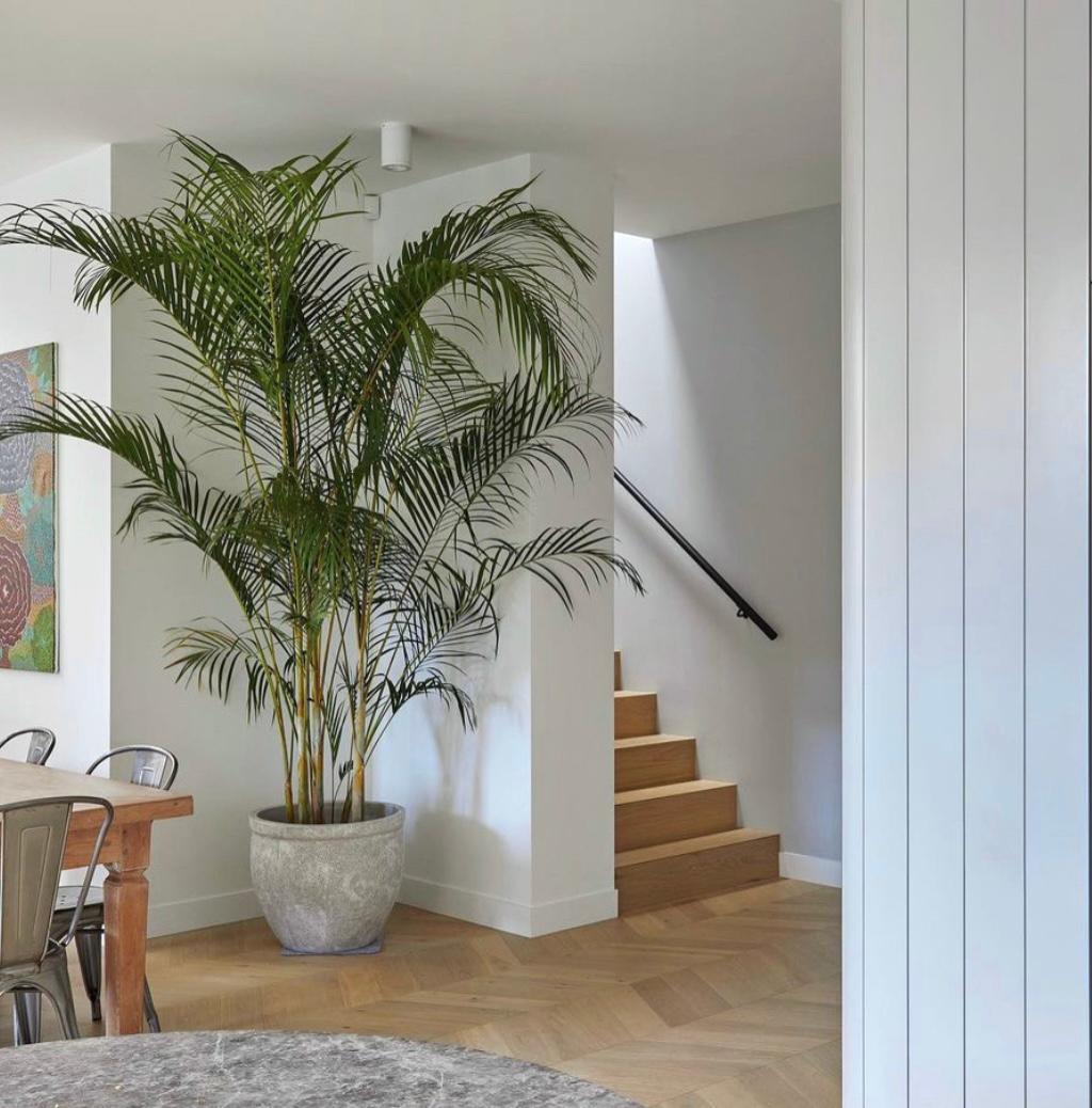 pop_wilder's tweet photo. Aye curramba funny story about this picture - the whole room is a render (aka computer image) but that palm is a real big pop wilder palm and pot for reals! This is from a really gorgeous interior designer who must have seen this perfect palm and decided to immortalise it forever https://t.co/R3qwrfcfXP