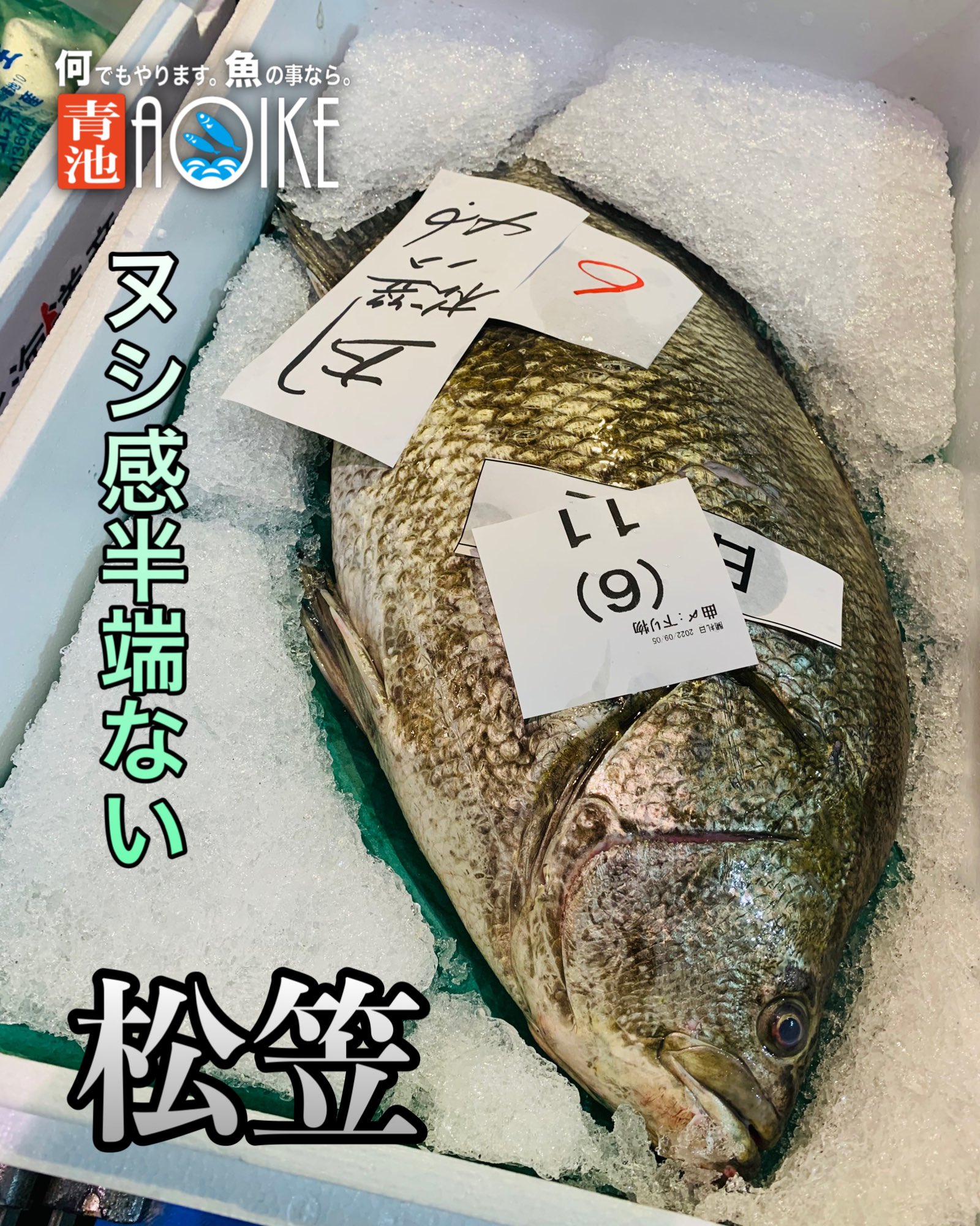 松鯛 Twitter Search Twitter