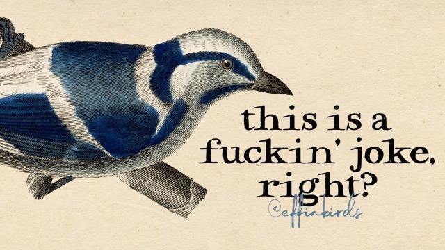 Effin' Birds tweet media