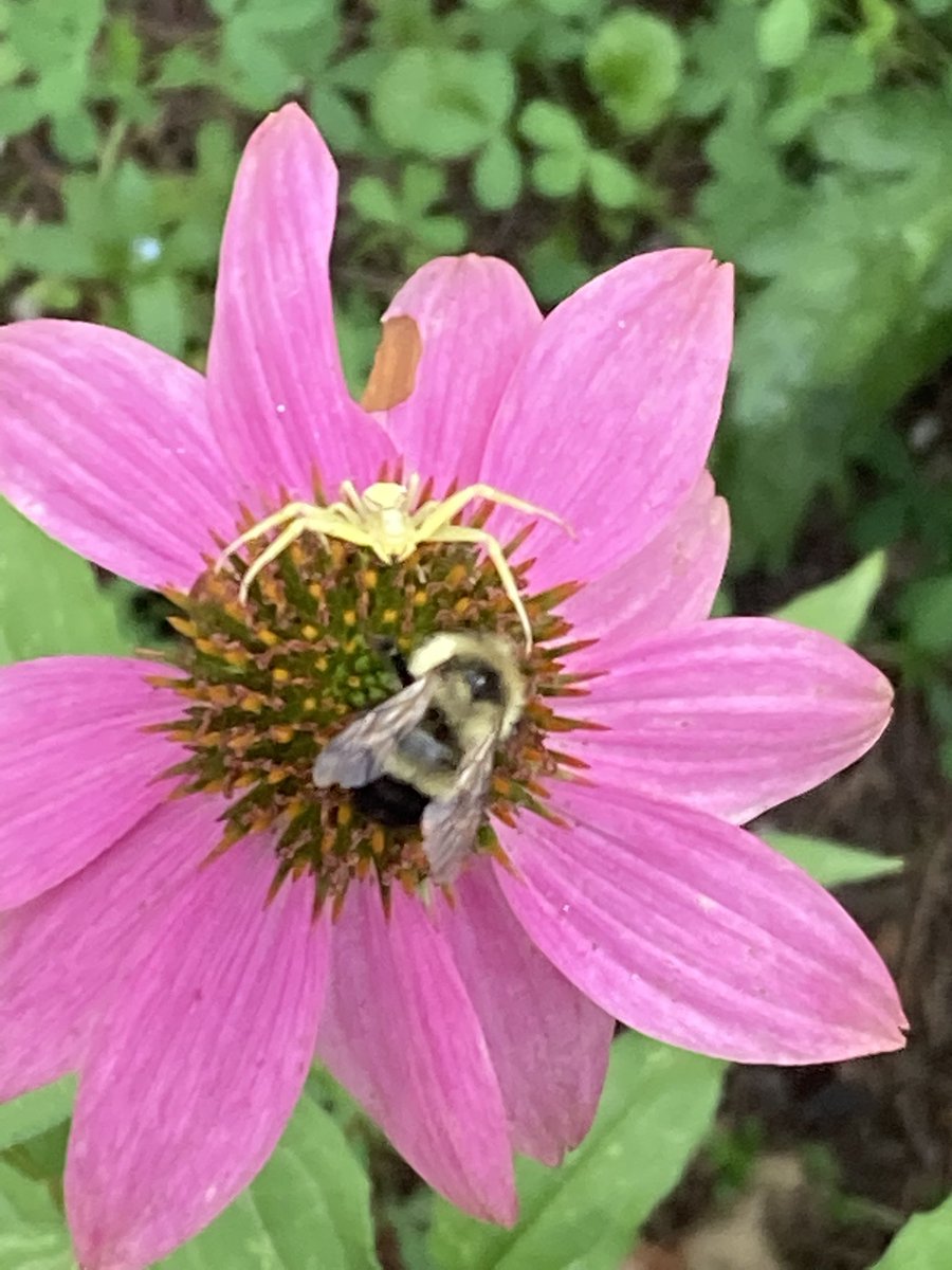 I don’t have a good feeling about this… spidervsbee