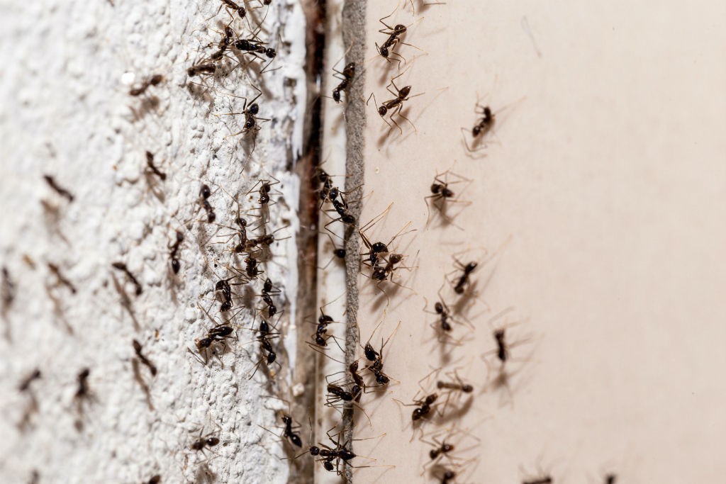 PestControlMel's tweet photo. 5 All-Natural Ways On How To Get Rid Of Ants – Did you know there are 150,000 ants on Earth for every single human being? Despite that, these 5 all-natural methods for how to get rid of ants really do work.

#pe... https://t.co/DGqYYs0eO3 https://t.co/tSc3pnWvU1
