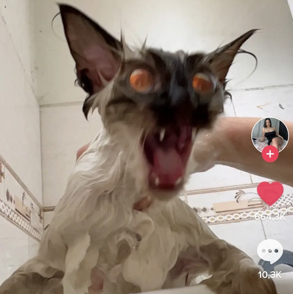 // sorry for inactivity, mun has covid and is miserable