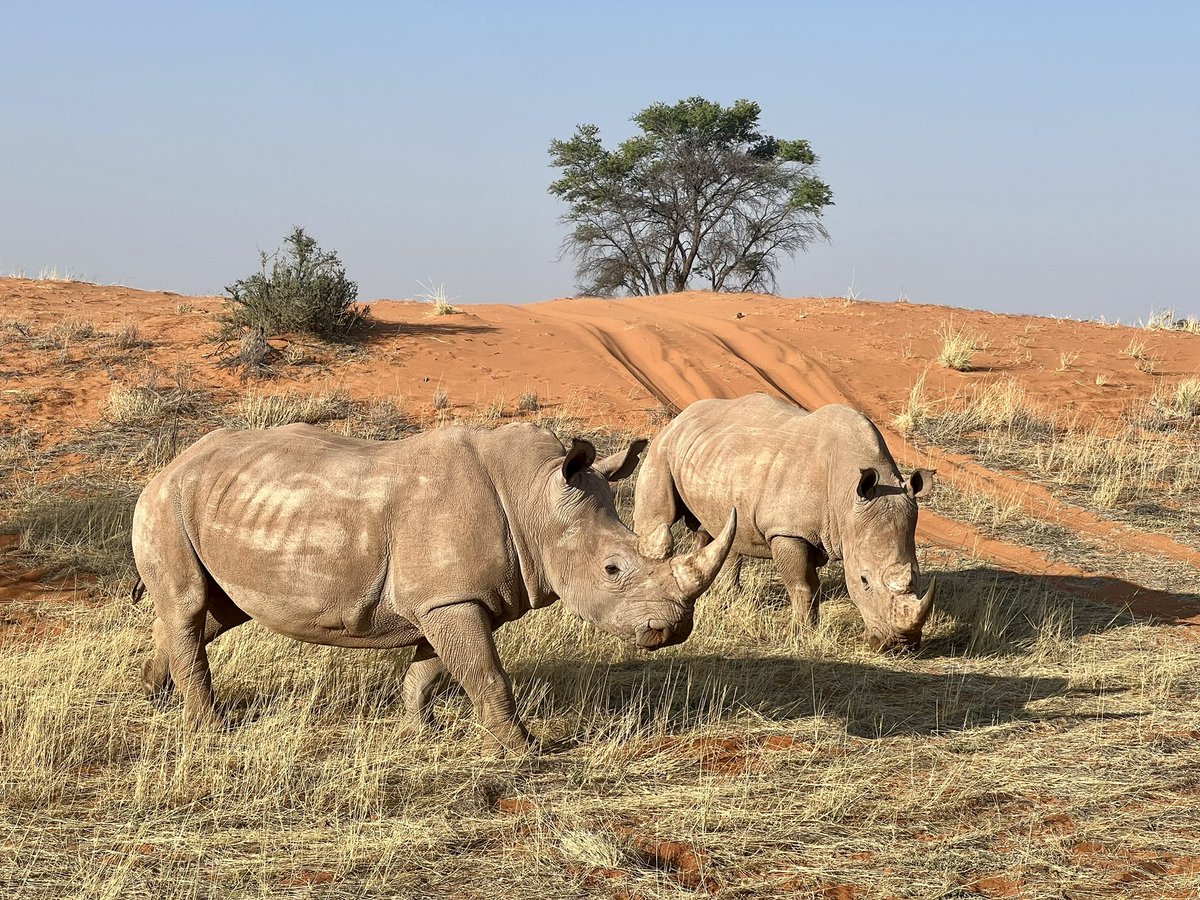 alvaudan's tweet photo. 2 rencontres des plus impressionnantes 🐆🦏😱. #Timon_And_Pumbaa se sentent comme à la maison. #BackToTheRoots #Kalahari https://t.co/jHGOJO5WKa