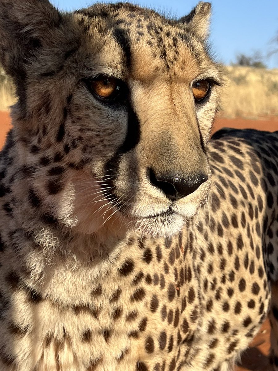 alvaudan's tweet photo. 2 rencontres des plus impressionnantes 🐆🦏😱. #Timon_And_Pumbaa se sentent comme à la maison. #BackToTheRoots #Kalahari https://t.co/jHGOJO5WKa