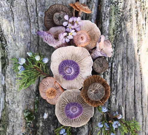 womensart1's tweet photo. 'Fungi Medley´ by artist/photographer Jill Bliss who explores the coastal forests of the Pacific Northwest, creating nature-inspired work #WomensArt #September https://t.co/JYlbinEDPs