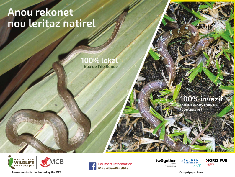 mwfWildlife's tweet photo. Anou rekonet nou leritaz natirel

Boa de l'île Ronde vs Indian wolf-snake

Lien vers le texte: https://t.co/hiJkQALKZK https://t.co/QXFuwXQ0Nl