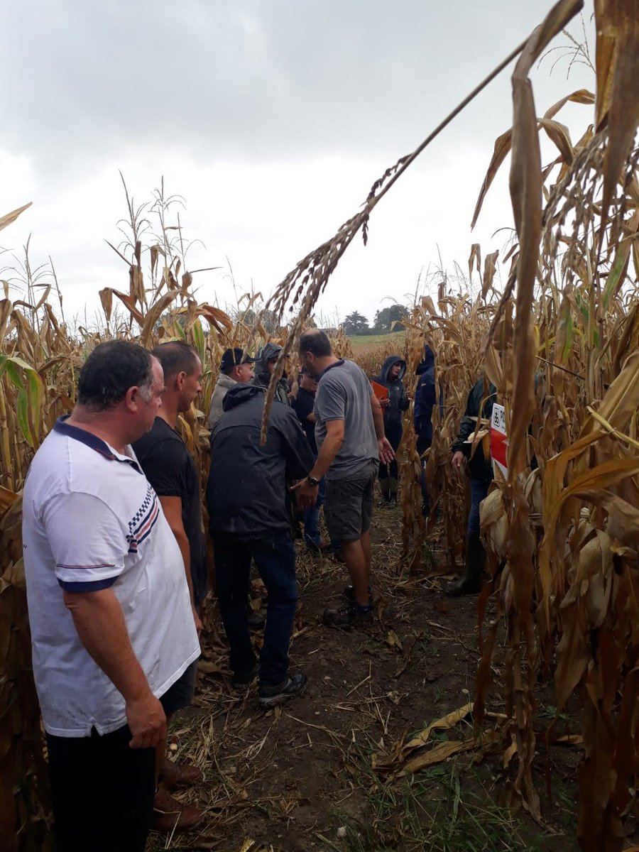 GroupeIsidore's tweet image. Début des visites d’essais génétiques maïs grain pour le @GroupeIsidore et ses agriculteurs.

Notre première visite a été une réussite, des agriculteurs impliqués et de nombreux échanges pour préparer l’avenir.

#agriculture #negoceagricole #environnement #grandescultures